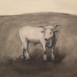 A commissioned charcoal portrait of a beloved pet steer.